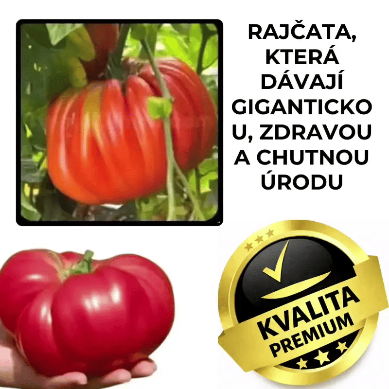 Obří rajče – KrálRajčat™