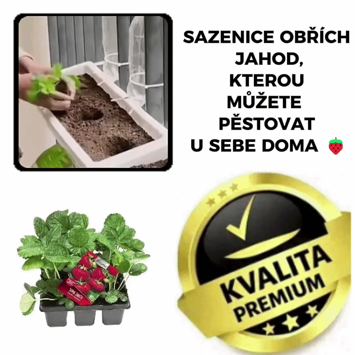 Sazenice obří jahody – SweetBerry™ 🍓