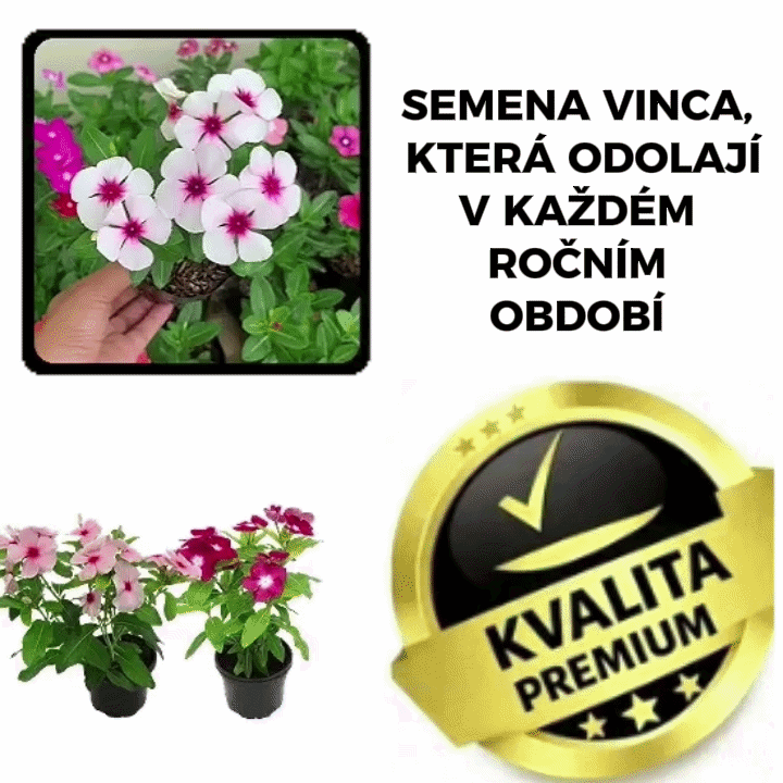 Odolná semena Vinca – VincaMax™
