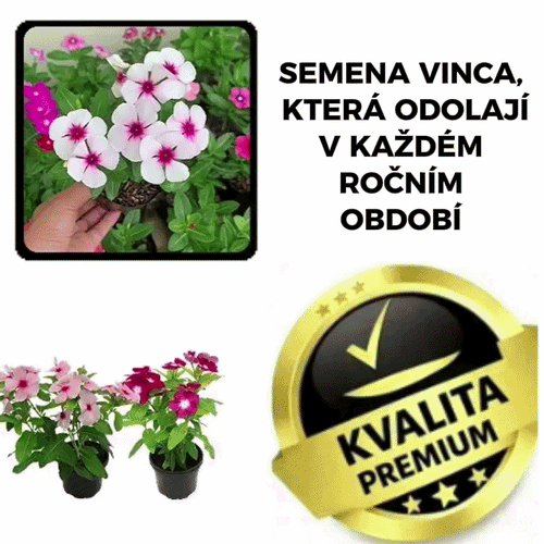 Odolná semena Vinca – VincaMax™