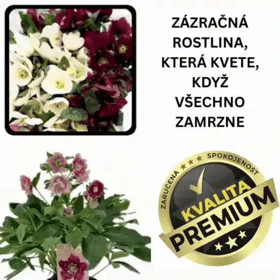🌸 Zimní růže – Hellebloom™