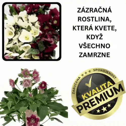 🌸 Zimní růže – Hellebloom™